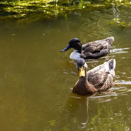 Vakantiehuis Noordwijk Holiday Rentals