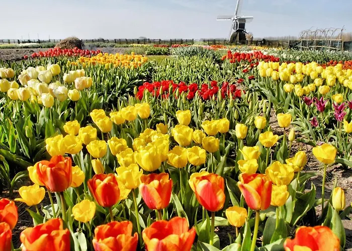 Semesterbostad Noordwijk Holiday Rentals *