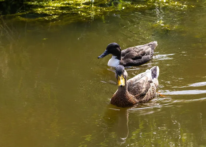 Dom wakacyjny Noordwijk Holiday Rentals